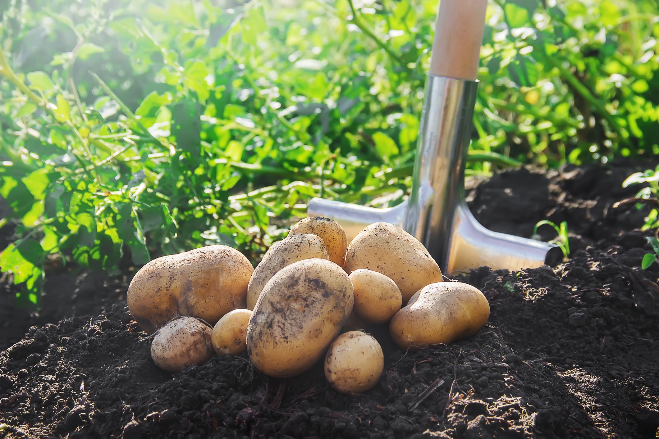 كيفية زراعة البطاطا من الثمار الموجودة لديك في المنزل