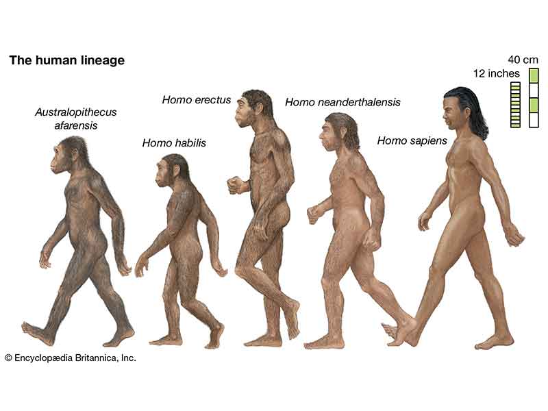 شكل البشر بعد 1000 عام