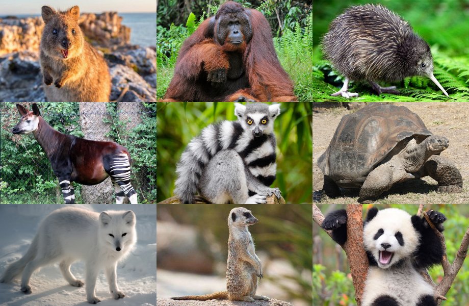 سلسلة أغرب الحيوانات في العالم .. حيوانات تمتلك قوى غريبة لن تصدقها ..