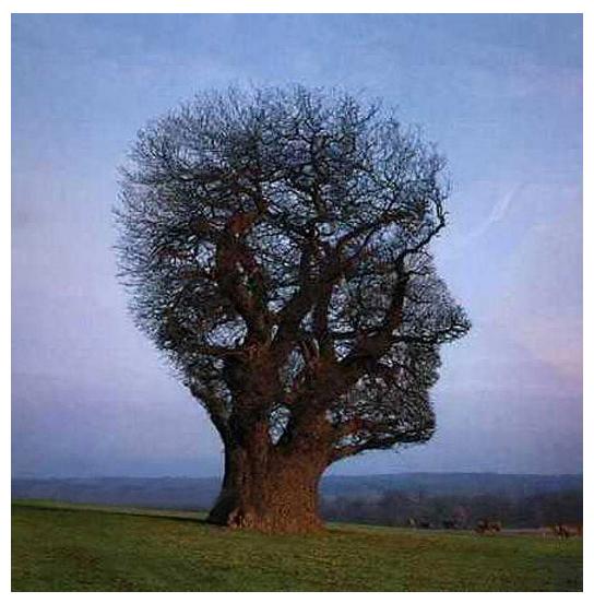عقلية الشجرة عقلية الحجرة العقلية النامية العقلية الثابتة طريقة التفكير