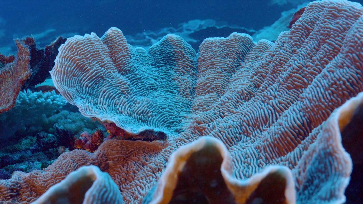 اكتشاف شعاب مرجانية تعتبر الأنقى في العالم قبالة شواطئ تاهيتي