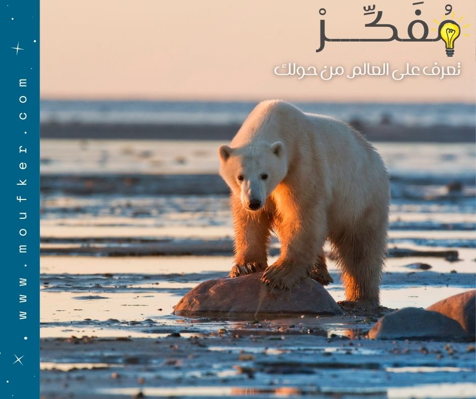 الدب القطبي .. أكبر آكلات اللحوم البرية في العالم .. و حقائق علمية قد تعرفها للمرة الأولى ..