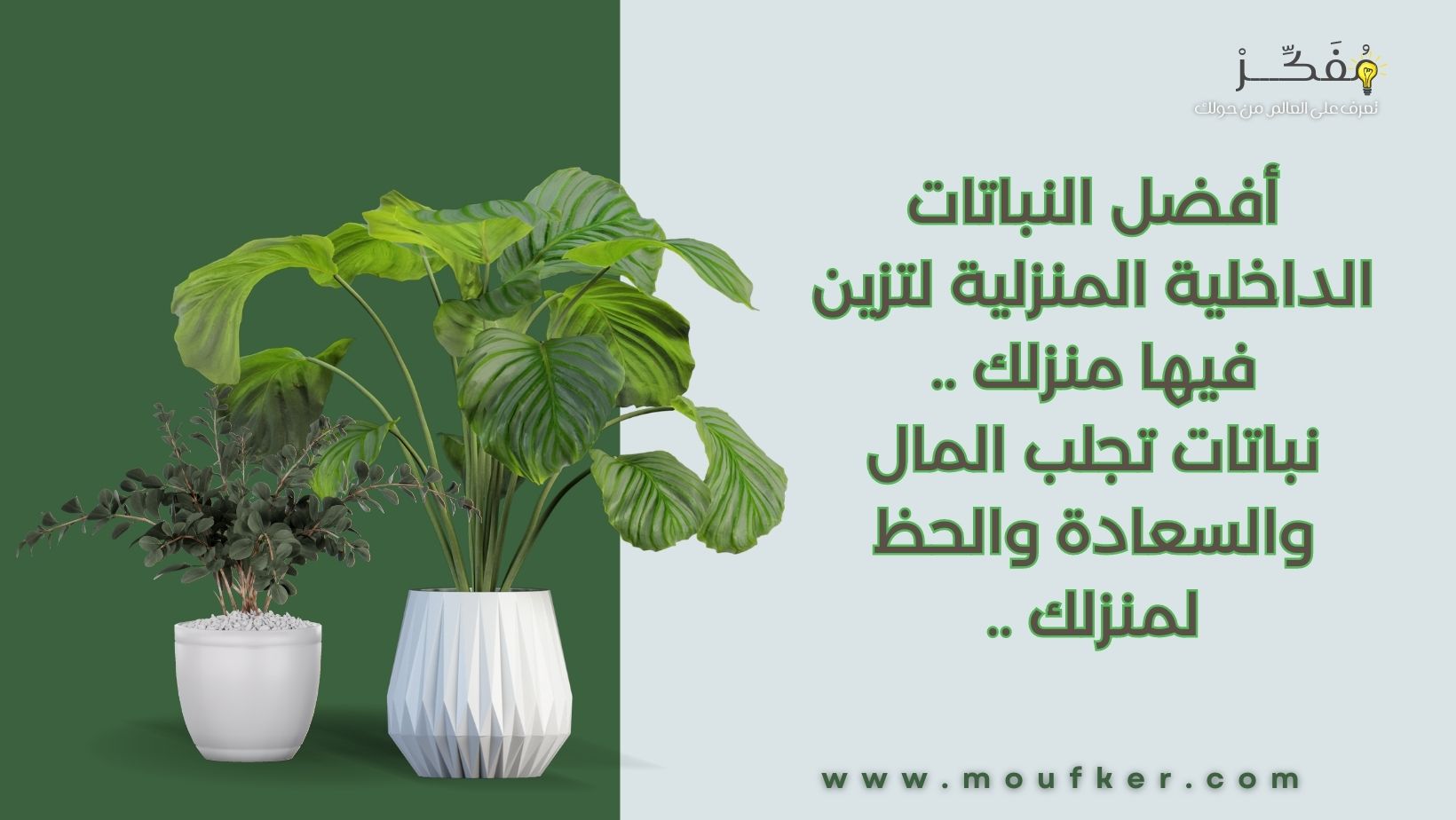 أفضل النباتات الداخلية المنزلية لتزين فيها منزلك .. نباتات تجلب المال والسعادة والحظ لمنزلك ..
